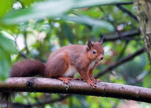 Red Squirrel image by Neil Salisbury